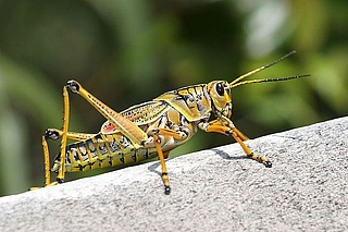 Insekten - Vielfalt auf 6 Beinen