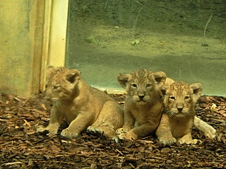 Löwen-Nachwuchs im Frankfurter Zoo stellt sich vor