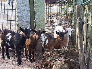 Zuwachs bei den Afrikanischen Bergziegen