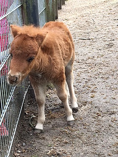 Ausflugstipp: Ehrenamtliche Tierliebe seit 100 Jahren