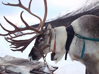 So ticken die Tiere des Weihnachtsmanns