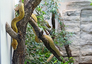 Highlight im Frankfurter Zoo: Neue Seram-Pythons begeistern Besucher