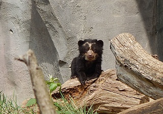 Der Frankfurter Zoo stellt Brillenbären-Nachwuchs vor