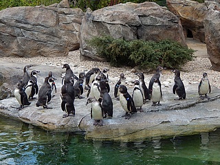 Zoo Frankfurt feiert großes Pinguinfest