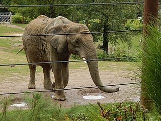 Opel-Zoo hat wieder geöffnet