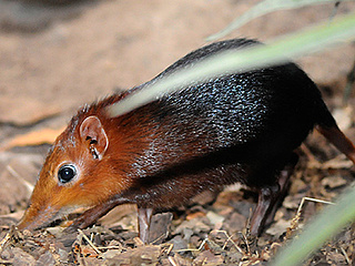 Rüsselhündchen - neue Tierart im Zoo