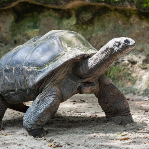 Online-Tickets und digitale Parkplatzbuchung im Zoo Vivarium