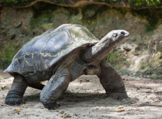 Online-Tickets und digitale Parkplatzbuchung im Zoo Vivarium