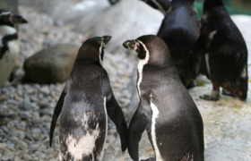 Öffentliche Führung: Was machen Tiere am Valentinstag?