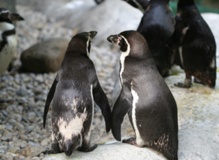 Öffentliche Führung: Was machen Tiere am Valentinstag?