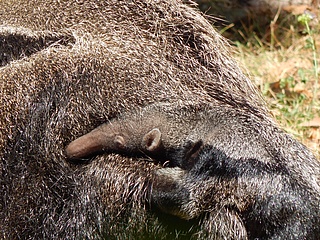 Nachwuchs bei den Großen Ameisenbären