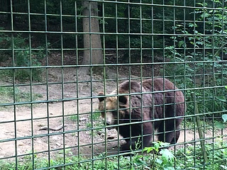 Fasanerie Wiesbaden: Weg entlang des Wolfs- und Bärengeheges wieder geöffnet