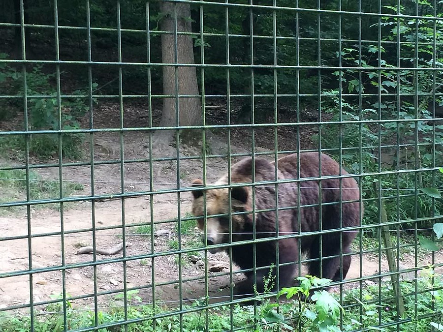 Fasanerie Wiesbaden Weg Entlang Des Wolfs Und Bärengeheges Wieder