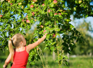 Apfelernte auf der Darmstädter Rosenhöhe