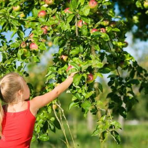 Apfelernte auf der Darmstädter Rosenhöhe