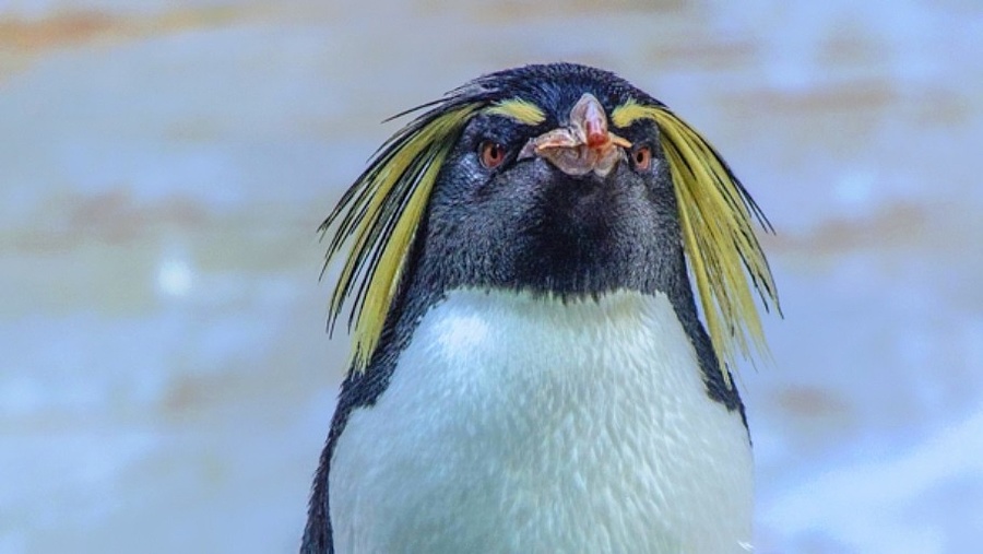 Entdeckt die Veranstaltung Der dickste Pinguin vom Pol - Puppenspiel in