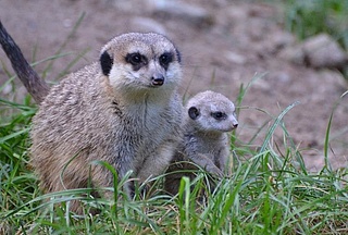 Nachwuchs bei den Erdmännchen