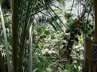 Tiere und Pilze in Frankfurts botanischen Gärten