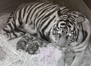 Tiger-Nachwuchs im Frankfurter Zoo