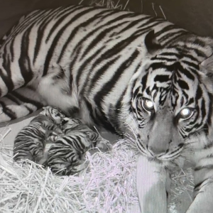 Tiger-Nachwuchs im Frankfurter Zoo