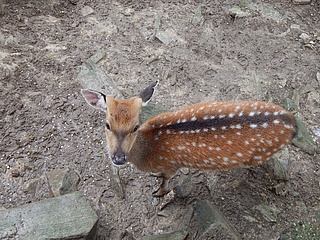 Kastanien für die Wildtiere