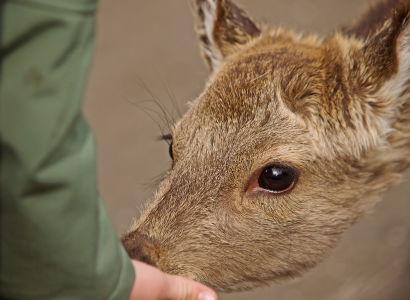 Die schönsten Wildparks